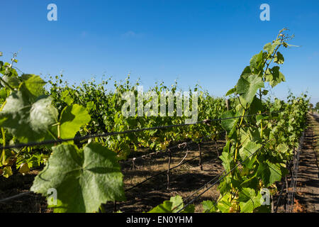 Vigne al Paliser winery di Martinborough, Nuova Zelanda. Foto Stock