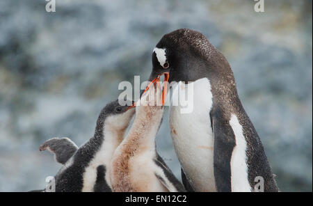 Adulto pinguini Gentoo alimentando due pulcini de Cuverville Island Antartico peninsulare Antartide Foto Stock