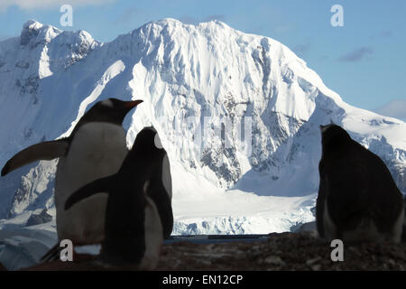 I pinguini Gentoo in silhouette contro la coperta di neve montagna de Cuverville Island Antartico peninsulare Antartide Foto Stock