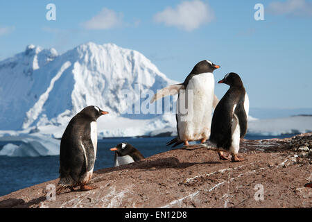 I pinguini Gentoo de Cuverville Island con sfondo di coperta di neve Anvers Island Antartico peninsulare Antartide Foto Stock