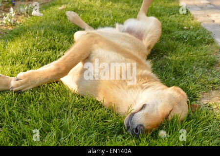 Cane con arancio rossastro sonno pelliccia in erba Foto Stock