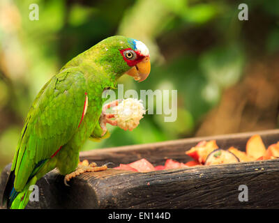 Ritratto di colorato di bianco pappagallo fronteggiata in Messico Foto Stock