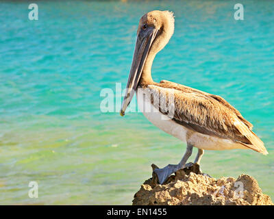 Majestic pelican appoggiato su di una roccia in acqua xcaret park, Messico Foto Stock