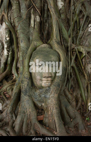 Testa di Buddha circondata da radici di alberi, Wat Mahathat, Ayutthaya Work Heritage Site, Thailandia, Asia Foto Stock
