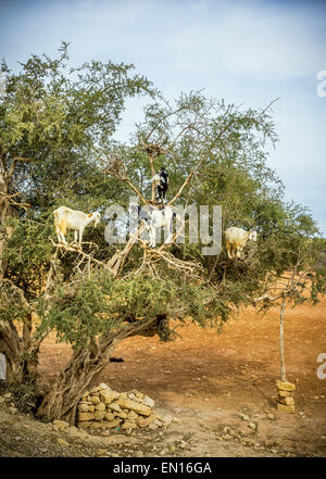 Caprini alimentazione su alberi di argan in Marocco Foto Stock