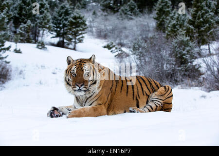 Tigre Siberiana (Panthera Tigris Altaica) adulto seduto nella neve sul bordo del bosco Foto Stock