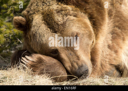 Orso grizzly (Ursus arctos horribilis) prendere un periodo di riposo durante il giorno Foto Stock