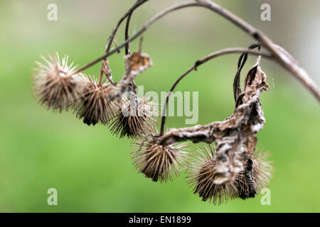 I semi secchi bardana teste con ganci, legno, Bardana Arctium nemorosum. Impianto di Hitchhiker Foto Stock