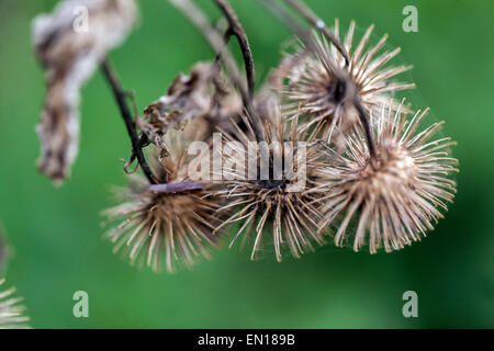 I semi secchi bardana teste con ganci, legno, Bardana Arctium nemorosum. Impianto di Hitchhiker Foto Stock