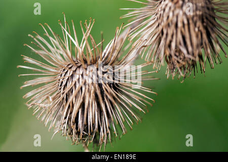 Semi secchi teste di burdock legno Burdock, Arctium nemorosum. Hitchhiker pianta Velcro ganci teste di semi Foto Stock