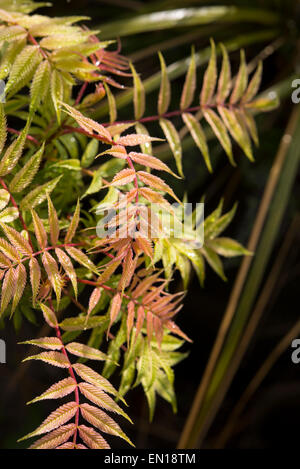 Foglie colorate di un Sorbaria sorbifolia 'SEM' nella luce del sole di primavera. Foto Stock