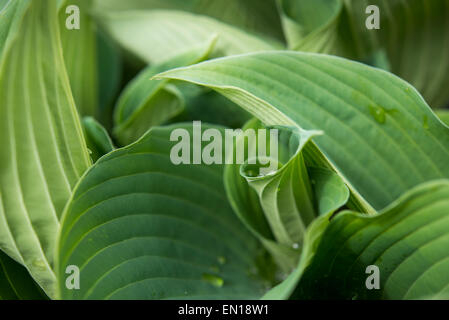 Spiegatura foglie di Hosta "Blue Angel" Foto Stock