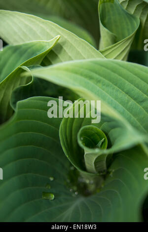 Spiegatura foglie di Hosta "Blue Angel" Foto Stock