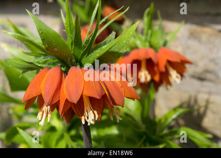 Orange Fritillaria Imperialis (corona imperiale) in stretta fino ad annuire fiori e le gocce di pioggia sulle foglie. Foto Stock