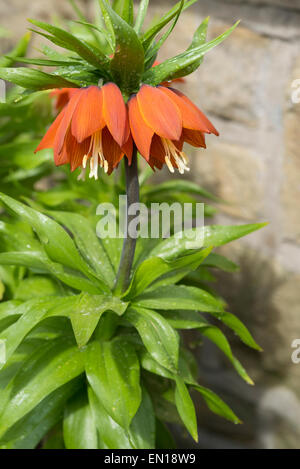 Orange Fritillaria Imperialis (corona imperiale) in stretta fino ad annuire fiori e le gocce di pioggia sulle foglie. Foto Stock