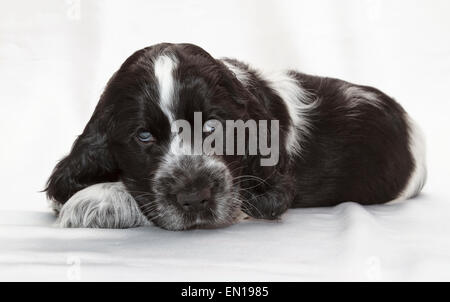 English Cocker Spaniel cucciolo. Sette settimane di età. Foto Stock