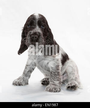 English Cocker Spaniel cucciolo. Sette settimane di età. Foto Stock