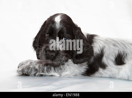 English Cocker Spaniel cucciolo. Sette settimane di età. Foto Stock