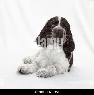 English Cocker Spaniel cucciolo. Sette settimane di età. Foto Stock