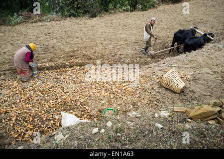 I contadini al lavoro nelle risaie, Ghorepani, Regione Occidentale, Nepal Foto Stock