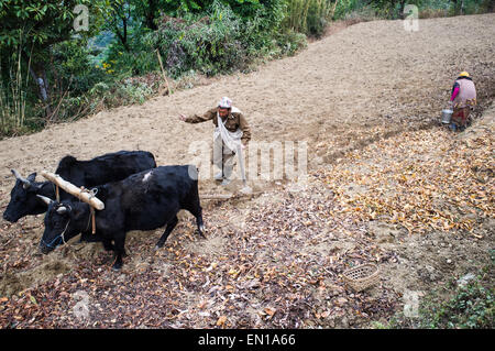 I contadini al lavoro nelle risaie, Ghorepani, Regione Occidentale, Nepal Foto Stock