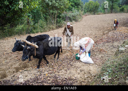 I contadini al lavoro nelle risaie, Ghorepani, Regione Occidentale, Nepal Foto Stock