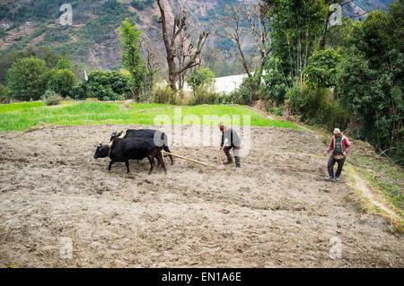 I contadini al lavoro nelle risaie, Ghorepani, Regione Occidentale, Nepal Foto Stock