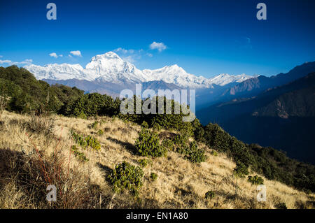 Dhaulagiri (8167 metri) in inizio di mattina di luce visto da Poon Hill nella zona di Annapurna del Nepal Foto Stock