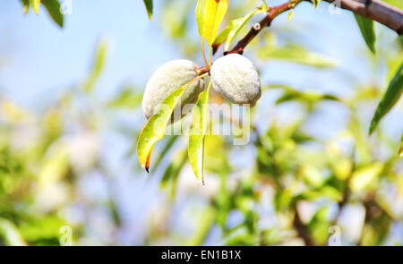 Due mandorle sul ramo di albero Foto Stock