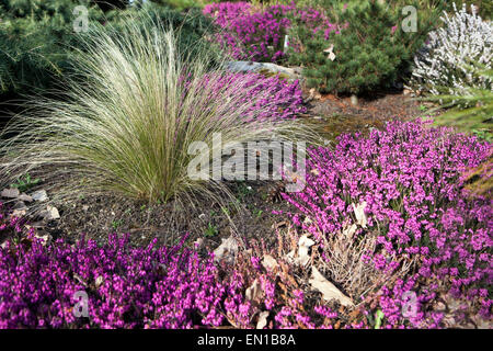 Winter Heath Erica carnea tappeto viola Stipa tenuissima Pony Tails in Spring Garden Finestem Needlegrass Mexican Feathergrass Foto Stock