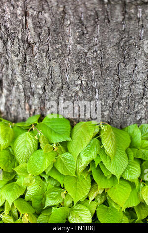 Nuove foglie fresche sul tronco dell'albero, Littleleaf Linden Tilia cordata spara Foto Stock