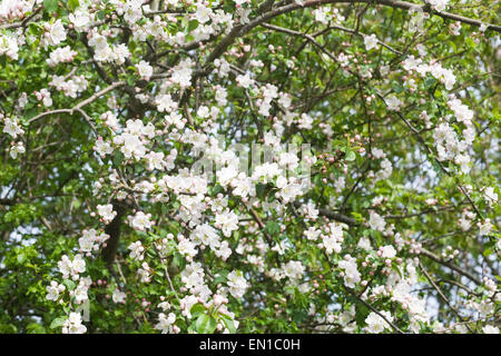 Malus. Crab Apple Blossom in primavera. Foto Stock