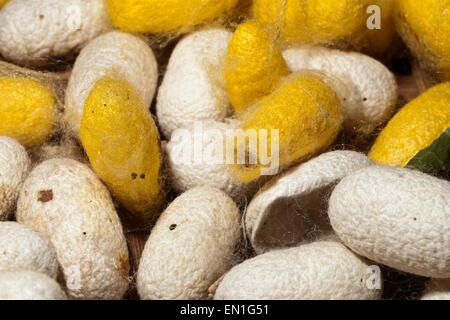 La produzione della seta, silken bozzoli, giallo sono Thai, bianco sono cinesi, Chiang Mai, Thailandia Foto Stock