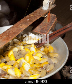 Lavoratori di seta, pentola di acqua calda contenente il silken bozzoli, giallo sono Thai, bianco sono cinesi, Chiang Mai, Thailandia Foto Stock