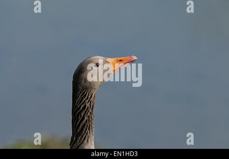 Ritratto di un Graylag Geese-Anser anser. Foto Stock