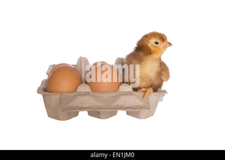 La Rhode Island red chick in confezione di uova con uova isolate su sfondo bianco Foto Stock