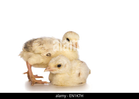 Due turchia poults isolato su bianco Foto Stock