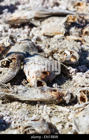 Close up di morti, pesci secchi in Salton Sea nella California del Sud Foto Stock