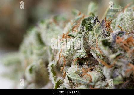 Ripresa macro di un secche marijuana bud con strutture cristalline Foto Stock