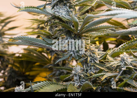 Close up di sana pianta di marijuana con strutture cristalline in foglie e germogli Foto Stock