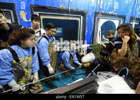 (150426) -- HARBIN, Aprile 26, 2015 (Xinhua) -- veterinari regolare gli strumenti chirurgici durante un intervento chirurgico su un beluga a Harbin Sun Asia Parco polare ad Harbin, capitale del nord-est della Cina di Provincia di Heilongjiang, 25 aprile 2015. A 7 ore di operazione chirurgica qui è stata condotta per un beluga ma infine non riuscita su Sabato. Il beluga è stato trovato nel suo stomaco una sfera con un diametro di 7-10 centimetri, che è sospettato di essere erroneamente inghiottita dal beluga nel selvaggio. La chirurgia, tuttavia, non è riuscito ad avere la palla tirata fuori anche se i veterinari effettuati diversi sforzi in regolare Foto Stock