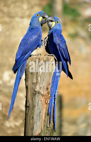 Due Giacinto macaws (Anodorhynchus hyacinthinus) su un pesce persico e baciare Foto Stock