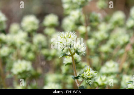 Fiori di timo mastichina Foto Stock