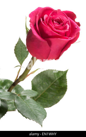 Single red rose isolato su bianco simbolica dell amore e romanticismo per il giorno di San Valentino, Festa della mamma o un anniversario Foto Stock