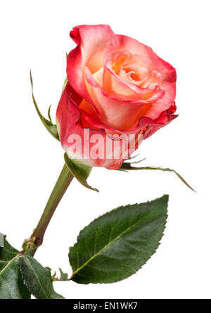 Single Rose stelo con Red e pesca petali colorati Foto Stock