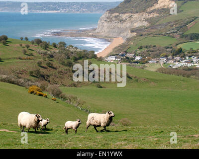 Pecore sulla collina che si affaccia Seatown, Dorset, Regno Unito Foto Stock