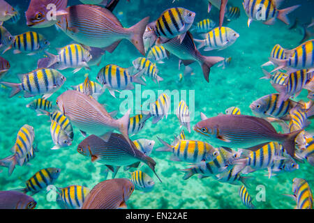 Barriera Corallina con una varietà di coralli duri e molli e pesci tropicali.Avvertenza - autentico riprese subacquee in condizioni impegnative. Foto Stock