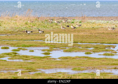 Oca Graylag, Anser anser. Piccolo gruppo nella parte centrale dell'immagine a piedi nella zona umida costiera. Due Oche facciabianca a sinistra. Focu Foto Stock