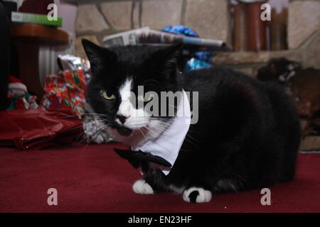 Bianco e nero gatto con indosso un bow tie. Foto Stock