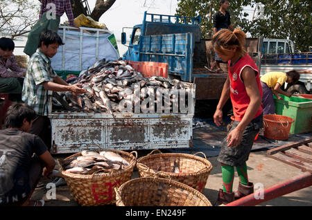 Offload di pescatori di pile di pesce appena pescato dal retro di un camion in canestri di vimini a essere presi al mercato Mandalay Foto Stock